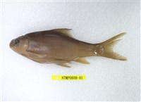 藏品(高身鏟頜魚)的圖片